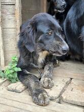 HEXE, Hund, Mischlingshund in Italien - Bild 9