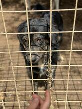 HOUSTON, Hund, Mischlingshund in Italien - Bild 12