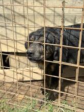 HOUSTON, Hund, Mischlingshund in Italien - Bild 13