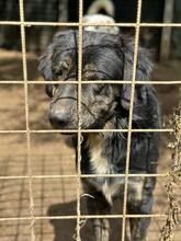 HOUSTON, Hund, Mischlingshund in Italien - Bild 7