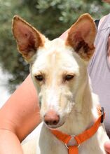 NEFER, Hund, Podenco Andaluz in Spanien - Bild 10