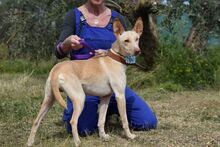 NEFER, Hund, Podenco Andaluz in Spanien - Bild 5