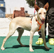 NEFER, Hund, Podenco Andaluz in Spanien - Bild 9