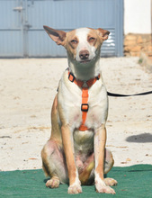 LUCAS, Hund, Podenco in Spanien - Bild 2