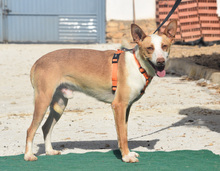 LUCAS, Hund, Podenco in Spanien - Bild 3