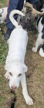 CHICO, Hund, Mischlingshund in Rumänien - Bild 1