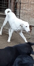 CHICO, Hund, Mischlingshund in Rumänien - Bild 2