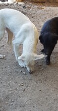 CHICO, Hund, Mischlingshund in Rumänien - Bild 3