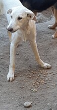 CHICO, Hund, Mischlingshund in Rumänien - Bild 4