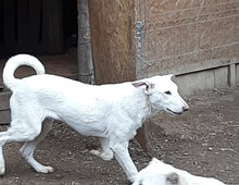 CHICO, Hund, Mischlingshund in Rumänien - Bild 5