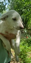 CHICO, Hund, Mischlingshund in Rumänien - Bild 6