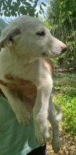 CHICO, Hund, Mischlingshund in Rumänien - Bild 8