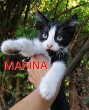 MARINA, Katze, Europäisch Kurzhaar in Bulgarien - Bild 1