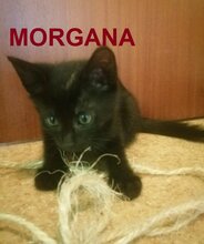 MORGANA, Katze, Europäisch Kurzhaar in Engelskirchen - Bild 1