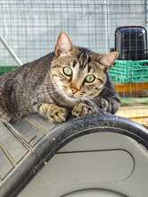 ALEA, Katze, Europäisch Kurzhaar in Spanien - Bild 6