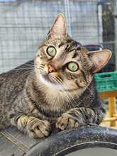 ALEA, Katze, Europäisch Kurzhaar in Spanien - Bild 7
