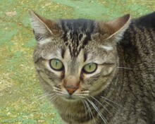 ALEA, Katze, Europäisch Kurzhaar in Spanien - Bild 8