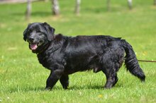 CARBON, Hund, Mischlingshund in Polen - Bild 1