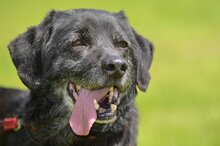 CARBON, Hund, Mischlingshund in Polen - Bild 2