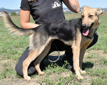 ROSARIA, Hund, Mischlingshund in Italien - Bild 2