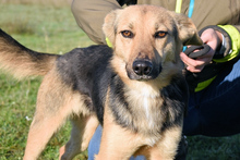 ROSARIA, Hund, Mischlingshund in Italien - Bild 4