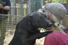 BILLY, Hund, Mischlingshund in Ungarn - Bild 2