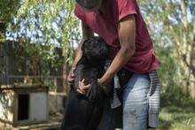 BILLY, Hund, Mischlingshund in Ungarn - Bild 4