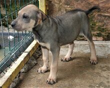 TRUDI, Hund, Mischlingshund in Bulgarien - Bild 2