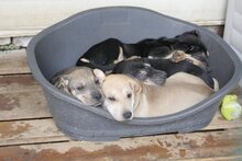 TRUDI, Hund, Mischlingshund in Bulgarien - Bild 3