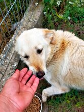 ABY, Hund, Mischlingshund in Rumänien - Bild 10