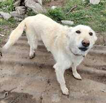ABY, Hund, Mischlingshund in Rumänien - Bild 11