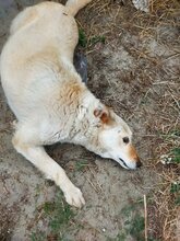 ABY, Hund, Mischlingshund in Rumänien - Bild 12