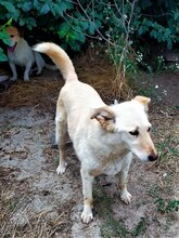 ABY, Hund, Mischlingshund in Rumänien - Bild 13