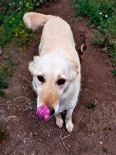ABY, Hund, Mischlingshund in Rumänien - Bild 14