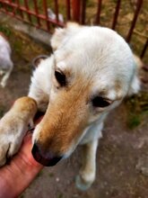 ABY, Hund, Mischlingshund in Rumänien - Bild 15