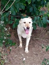 ABY, Hund, Mischlingshund in Rumänien - Bild 16