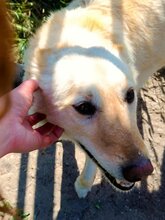 ABY, Hund, Mischlingshund in Rumänien - Bild 17