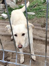 ABY, Hund, Mischlingshund in Rumänien - Bild 18
