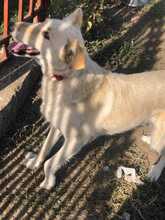 ABY, Hund, Mischlingshund in Rumänien - Bild 19