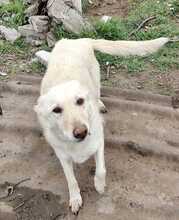 ABY, Hund, Mischlingshund in Rumänien - Bild 2
