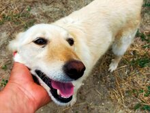 ABY, Hund, Mischlingshund in Rumänien - Bild 3