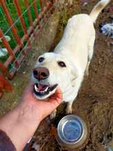 ABY, Hund, Mischlingshund in Rumänien - Bild 4