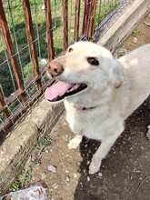 ABY, Hund, Mischlingshund in Rumänien - Bild 5