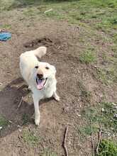 ABY, Hund, Mischlingshund in Rumänien - Bild 6