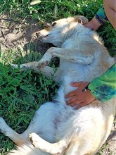 ABY, Hund, Mischlingshund in Rumänien - Bild 7
