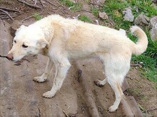 ABY, Hund, Mischlingshund in Rumänien - Bild 9