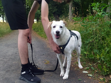 CLAIRE, Hund, Mischlingshund in Weilburg - Bild 1