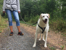 CLAIRE, Hund, Mischlingshund in Weilburg - Bild 2
