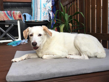 CLAIRE, Hund, Mischlingshund in Weilburg - Bild 3