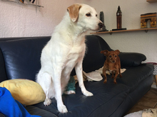 CLAIRE, Hund, Mischlingshund in Weilburg - Bild 5